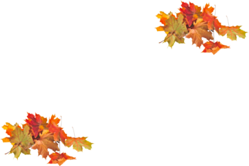 Framing Autumn leaves set of autumn leaves in the wind on white background Full-size photo of maple autumn High resolution. Collection of autumn leaves isolated on transparent or white background PNG