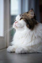 Cute fluffy white cat looking to the garden view by the window.