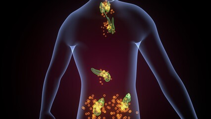Human glands anatomy. 3d illustrations