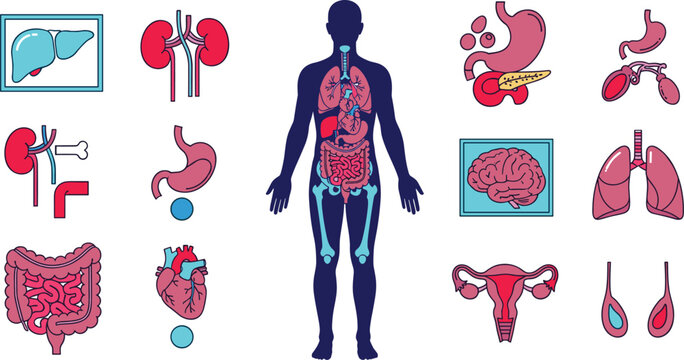 Human anatomy illustration, internal organs diagram, medical body chart, educational biology artwork, healthcare design, anatomical reference, cad drawing flat vector illustration