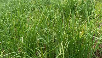 A meadow with fresh, lush green grass. A close-up fragment. Long narrow curved blades. Full screen.