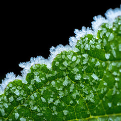 Close up of a green leaf with delicate frost crystals forming on its edge