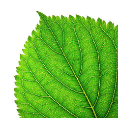 Close up of a vibrant green leaf with visible veins on a white background