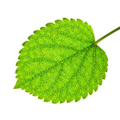 Vibrant green leaf with serrated edges and visible veins on a white background