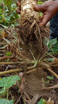 A person holds a freshly harvested root vegetable, revealing its fibrous roots in a close-up shot