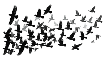 Swarm of birds in mid-flight, silhouetted against a stark, black background