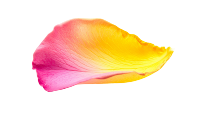 A rose petal, half pink and half yellow, isolated against a stark black background