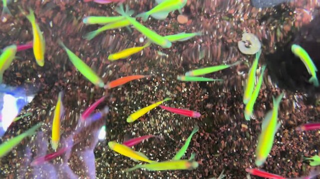 danio ornamental fish or colorful ornamental fish in the aquarium. Suitable for relieving stress, for young children who are new to ornamental fish.