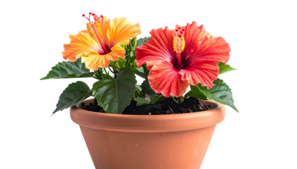 Two hibiscus flowers, orange and red, bloom in a terracotta pot, with green leaves