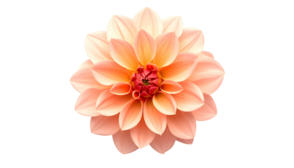 A peach-colored, fully bloomed flower, circular, with layers of petals, isolated on black