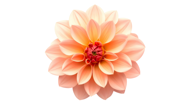 A peach-colored, fully bloomed flower, circular, with layers of petals, isolated on black