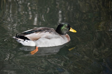 duck on the lake