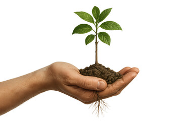 hands holding a plant