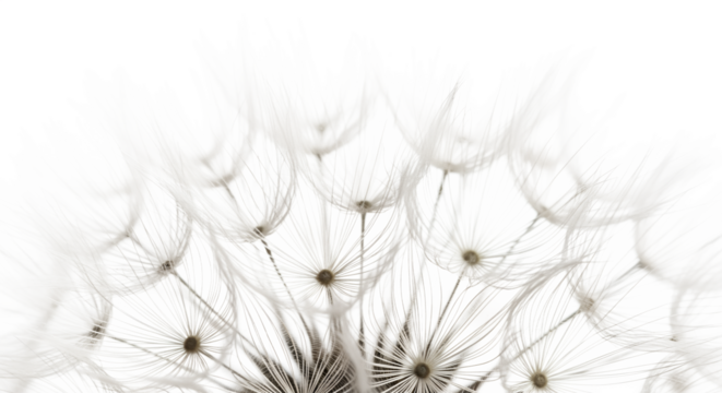 Delicate white dandelion seeds on a soft white background  