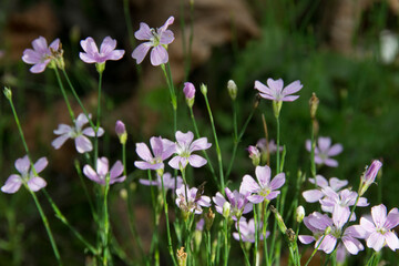 Steinbrech-Felsennelke