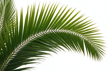 Obraz premium Green Canary Island date palm frond isolated on white. Rich feathery foliage arches with dense texture. Useful for design, nature, and tropical themes.