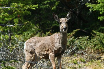 Deer coming out of forrest, Jasper National Park, Canada