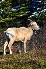Obraz premium Mountain goat at Athabasca Glacier