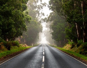 Obraz premium A wet, asphalt road disappears into the misty distance, framed by towering trees, creating a tunnel-like vista on a foggy day