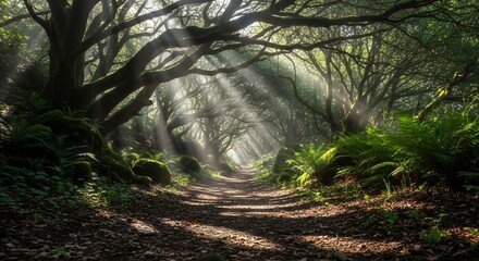 Enchanting sunbeams filter through trees in a misty forest path with lush fern and moss. Concept for peaceful escape, nature photography and magical backgrounds