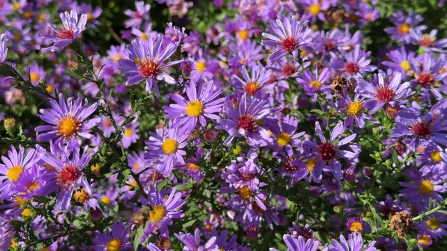 A bee is busy collecting pollen on a vibrant cluster of purple asters on a sunny day, showcasing the beauty of late-season bloom and pollination.