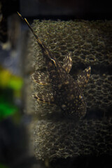 An Ancistrus fish clings to the foam part of the aquarium filter below the water surface.
