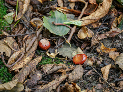 Fallen chestnut lying among fallen leaves.
