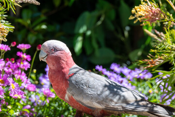 Australian native parrot galah bird