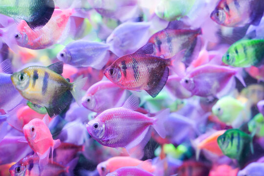 A close-up shot of a Barehead Tetra swimming gracefully in a freshwater aquarium. This peaceful tropical fish, known for its translucent body and shimmering fins, is popular among aquarists for its