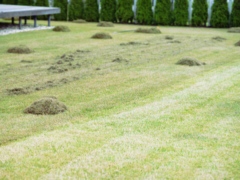 scarification of moss and thatch