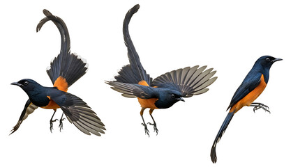 Fototapeta premium Striking birds showcasing vibrant plumage in various dynamic poses against white background.