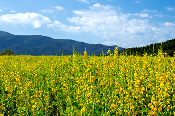 秋の田園に咲く「クロタラリア（タヌキマメ）」の花