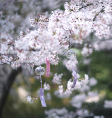 Cherry blossoms in spring