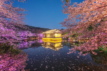 Cherry blossoms in spring