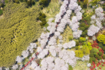 Cherry blossoms in spring