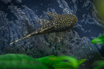 Ancistrus fish attached to the back wall of the aquarium above green leaves.
