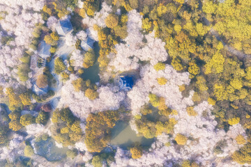 Cherry blossoms in spring