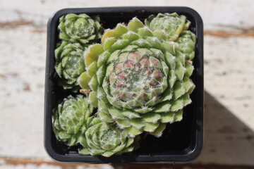 rojnik Silver Thaw Sempevivum