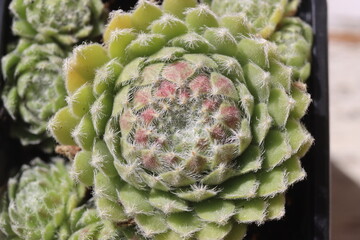 rojnik Silver Thaw Sempevivum