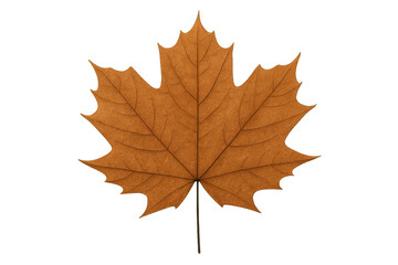 Fototapeta premium Brown maple leaf representing autumn, fall season, and dry nature foliage on transparent background