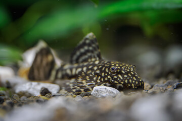 Ancistrus fish searching for food on pebbles at the bottom below the water surface.
