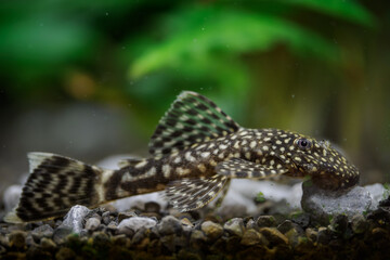 Ancistrus fish searching for food on pebbles at the bottom below the water surface.
