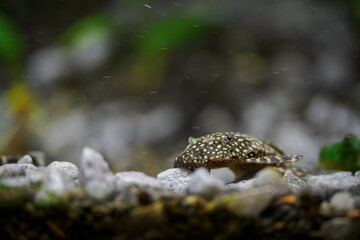 Ancistrus fish searching for food on pebbles at the bottom below the water surface.
