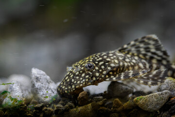 Ancistrus fish searching for food on pebbles at the bottom below the water surface.

