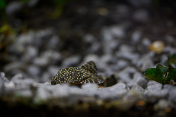 Ancistrus fish searching for food on pebbles at the bottom below the water surface.
