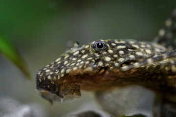 Ancistrus fish searching for food on pebbles at the bottom below the water surface.
