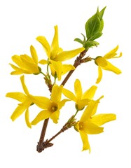 Forsythia Branch in Full Bloom - A Vibrant Spring Display.
