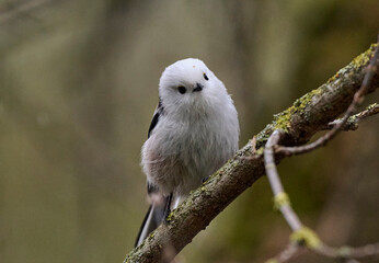 A long-tailed tit sits on a branch.