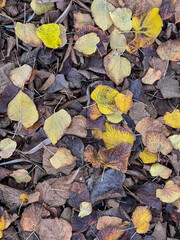 A high-angle, full-frame shot of a dense ground covering of small, fallen autumn leaves in shades of yellow, gold, and various browns.