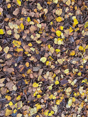 A high-angle, full-frame shot of a dense ground covering of small, fallen autumn leaves in shades of yellow, gold, and various browns.